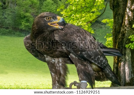 Steinadler Bird Greifvogel Birdsofprey