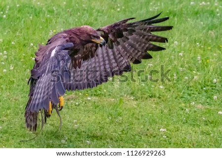 Steinadler Bird Greifvogel Birdsofprey