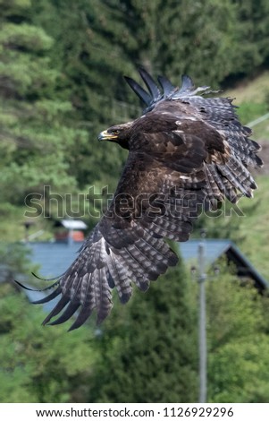 Steinadler Bird Greifvogel Birdsofprey
