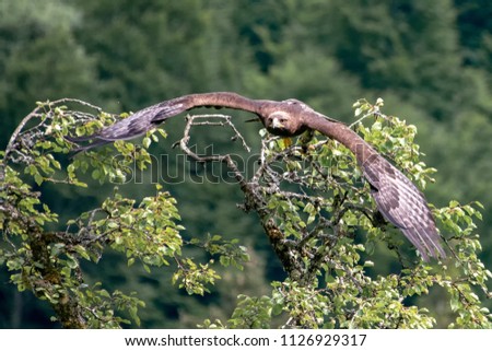 Steinadler Bird Greifvogel Birdsofprey