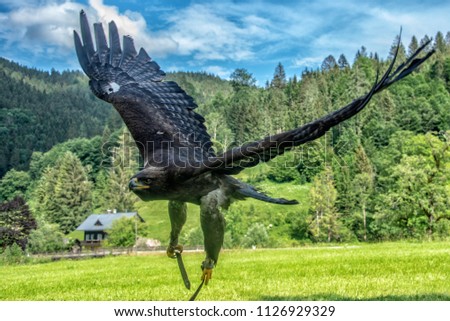 Steinadler Bird Greifvogel Birdsofprey
