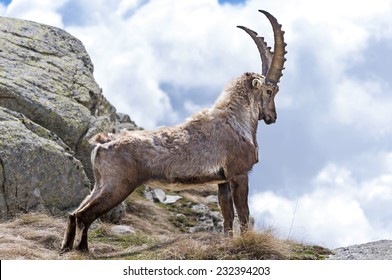 Steinbock. Alpine Ibex (Capra ibex), Gran Paradiso National Park, Italy