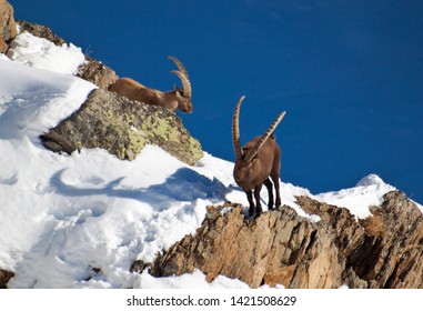 Steinbock, alpine ibex in Valle d'aosta
