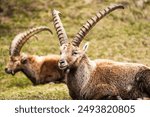 steinbock ibex swiss capricorn sitting in the grass, wildlife, pontresina gruabuenden grisons switzerland