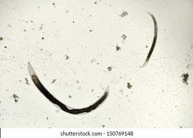 Steinernematidae Parasitic Nematodes