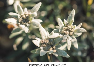 Stella Alpina, Edelweiss Flower, Alpine Edelweiss Flowers, Photo Of A Rare Mountain White Flower Between Rocks Taken On French - Italian Alps