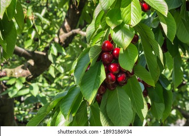 Stella cherry tree with ripe dark red cherries hanging on tree branch