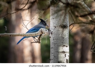 Stellar Blue Jay (Cyanocitta Stelleri) In Woodland Park, Colorado