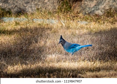 Stellar Blue Jay (Cyanocitta Stelleri) In Woodland Park, Colorado