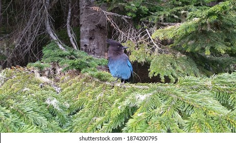 stellar jay in an evergreen tree
