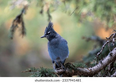 Stellar Jay in the Rocky Mountains