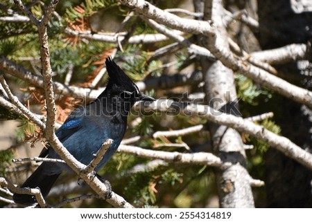 Stellar Jay in the tree branches