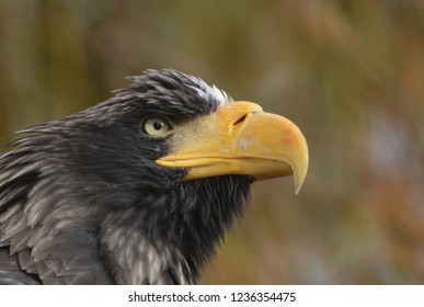 Stellar Sea Eagle