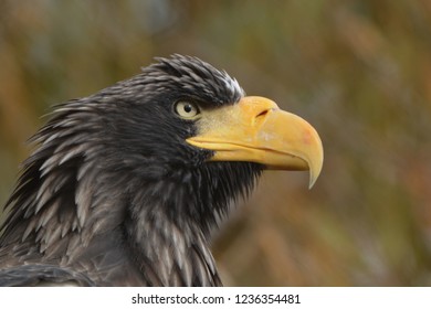 Stellar Sea Eagle