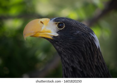 Stellar Sea Eagle Close Up