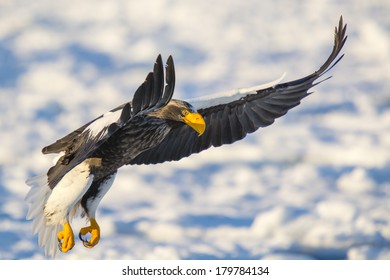 Stellar Sea Eagle - Flight Closeup