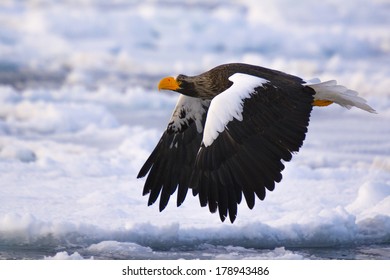 Stellar Sea Eagle Flight - Furious