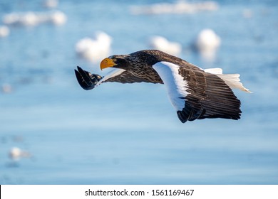 Stellar Sea Eagle Flight In Rausu, Hokkaido