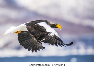 Stellar Sea Eagle - Flight Scenic Backdrop