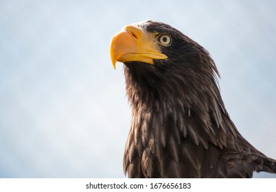  Stellar Sea Eagle In A Zoo Enclosure Resting