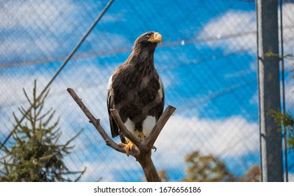  Stellar Sea Eagle In A Zoo Enclosure Resting