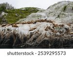 Stellar Sea Lion Colony Southeast Alaska