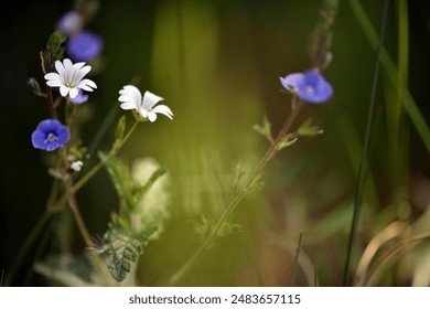 Stellaria holostea And Veronica. meadow flowers. Close up, small white flowers of common chickweed, Stellaria media and blue germander speedwell, bird's-eye speedwell, Veronica chamaedrys. Europe