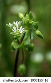 Stellaria media, chickweed, is an annual and perennial flowering plant in the family Caryophyllaceae. Medicinal plant. Flower and buds on a blurred background. 