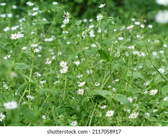 Stellaria media, chickweed, common chickweed, chickenwort, craches, maruns and winterweed in a clearing in the summer. Collection of medicinal plants for preparation of elixirs and tinctures