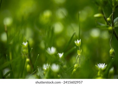 Stellaria media, chickweed, common chickweed, chickenwort, craches, maruns, and winterweed Close-up of a meadow during flowering. Medicinal plant at the time of herbalist harvesting Close up