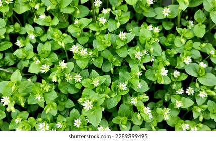 Stellaria media (chickweed), low wild weed, with small flowers and leaves, green plant background 