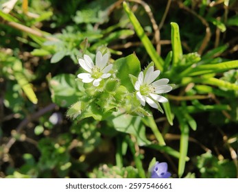 Stellaria media or Common Chickweed white flower and green plant