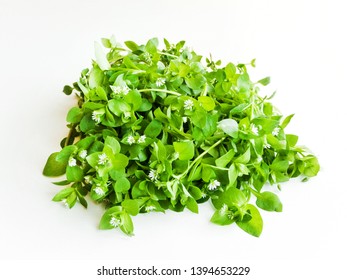 1,042 Stellaria Media Images, Stock Photos & Vectors | Shutterstock