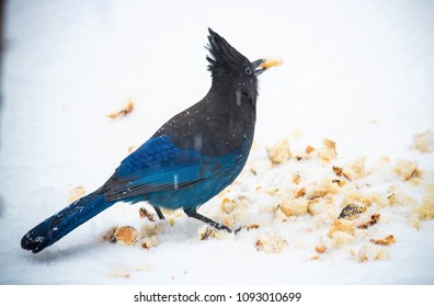 Stellar's Jay in winter