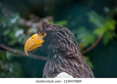 Stellar's Sea Eagle 