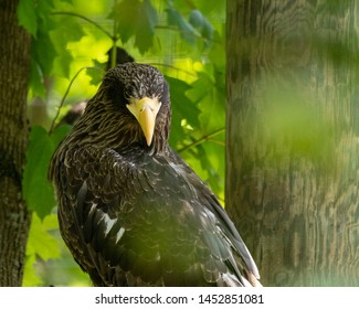 Stellar's Sea Eagle Through The Leaves 