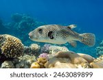 Stellate puffer - Blackspotted pufferfish (Arothron stellatus), Red sea