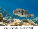 Stellate puffer - Blackspotted pufferfish (Arothron stellatus), Red sea