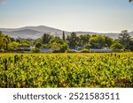 Stellenbosch cape wineland or vineyard of Pinotage grapes in Cape town South africa