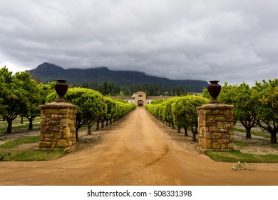 Stellenbosch Wine Region Close To Cape Town In South Africa