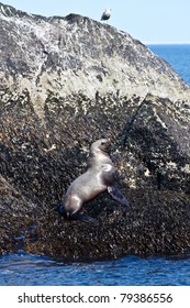 Steller Sea Lion