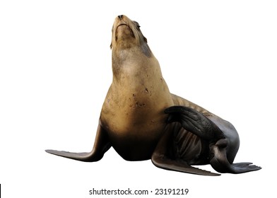 Steller Sea Lion Having A Scratch - Isolated On White