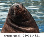 Steller sea lion hunting near Solomon Gulch Hatchery in Valdez, Alaska