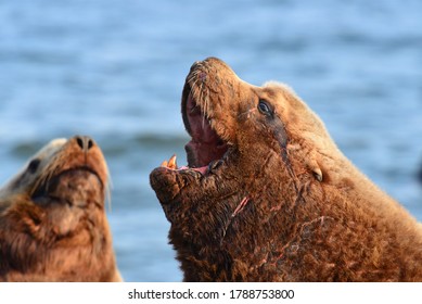 Steller Sea Lion On A Rookery In Kamchatka