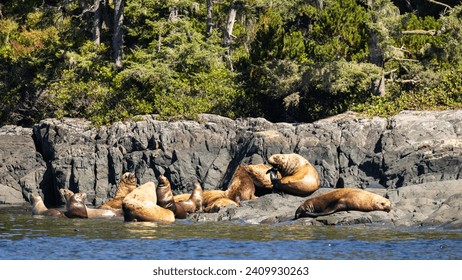 Steller sea lions (Eumetopias jubatus) on  a rock, Knight Inlet, Vancouver Island, British Columbia, Canada.
