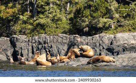 Steller sea lions (Eumetopias jubatus) on  a rock, Knight Inlet, Vancouver Island, British Columbia, Canada.