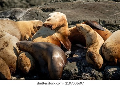 Steller Sea Lions On Rock In The Broughton Archipelago