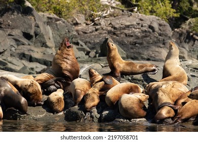 Steller Sea Lions On Rock In The Broughton Archipelago