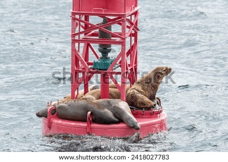 Steller Sea lions resting and calling on a Shipping Light Buoy in Sitka, Alaska, USA