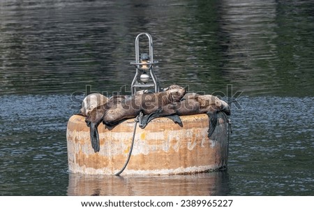 Steller Sea lions resting on a mooring buoy in Price William Sound, Alaska, USA
